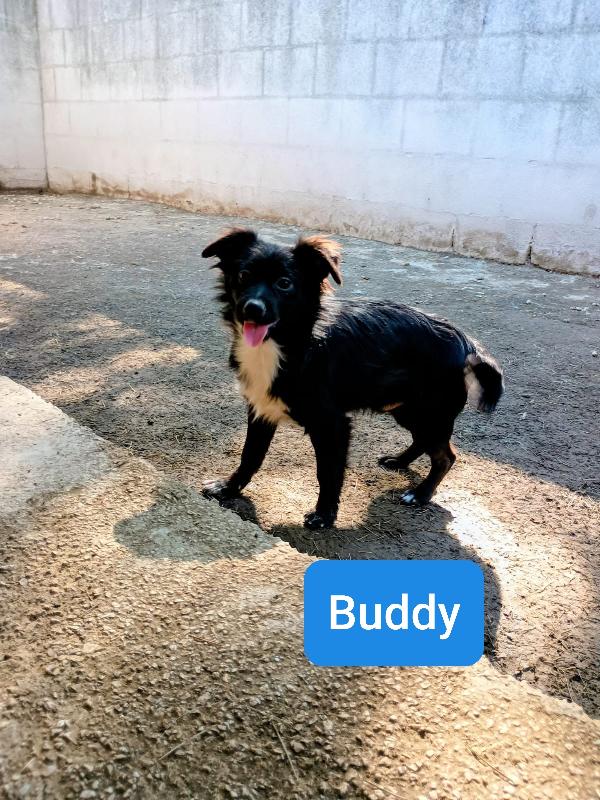 BUDDY cucciolo 5 mesi bianco e nero pelo lungo Foto 5